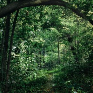 Benton River Park trail